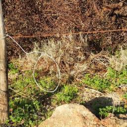 A wire snare along a fence line where many animals move. ©Cape Leopard Trust.